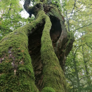 Vanhat ja onkaloiset puut ovat elintärkeitä ympäristön monimuotoisuudelle.